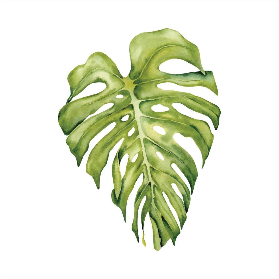 verde Monstera foglia. acquerello mano dipinto tropicale pianta parte. isolato elemento su bianca sfondo. naturale botanico illustrazione. vacanza, vacanza, esotico floreale carta disegni, giungla stampe vettore