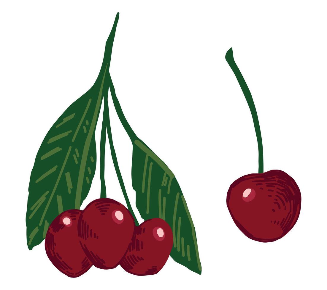 ciliegia frutta clipart impostare. scarabocchio di estate commestibile raccolto. cartone animato vettore botanica illustrazione isolato su bianca sfondo.