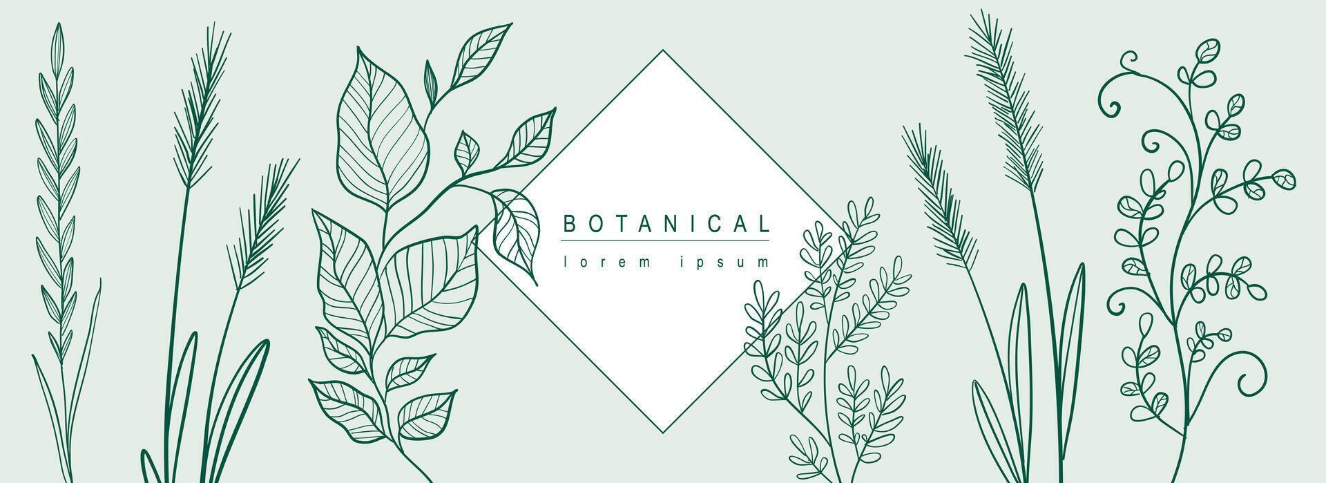 botanico astratto sfondo con floreale linea arte design. orizzontale ragnatela bandiera con composizione di verde elegante erbe aromatiche, erba, ramoscelli e le foglie con geometrico forma elemento. vettore illustrazione.