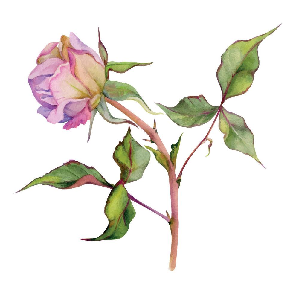 mano disegnato acquerello illustrazione squallido boho botanico fiori le foglie. polveroso inglese tè rosa, secco testa germoglio, rosa crema. singolo oggetto isolato su bianca sfondo. design nozze, amore carte vettore