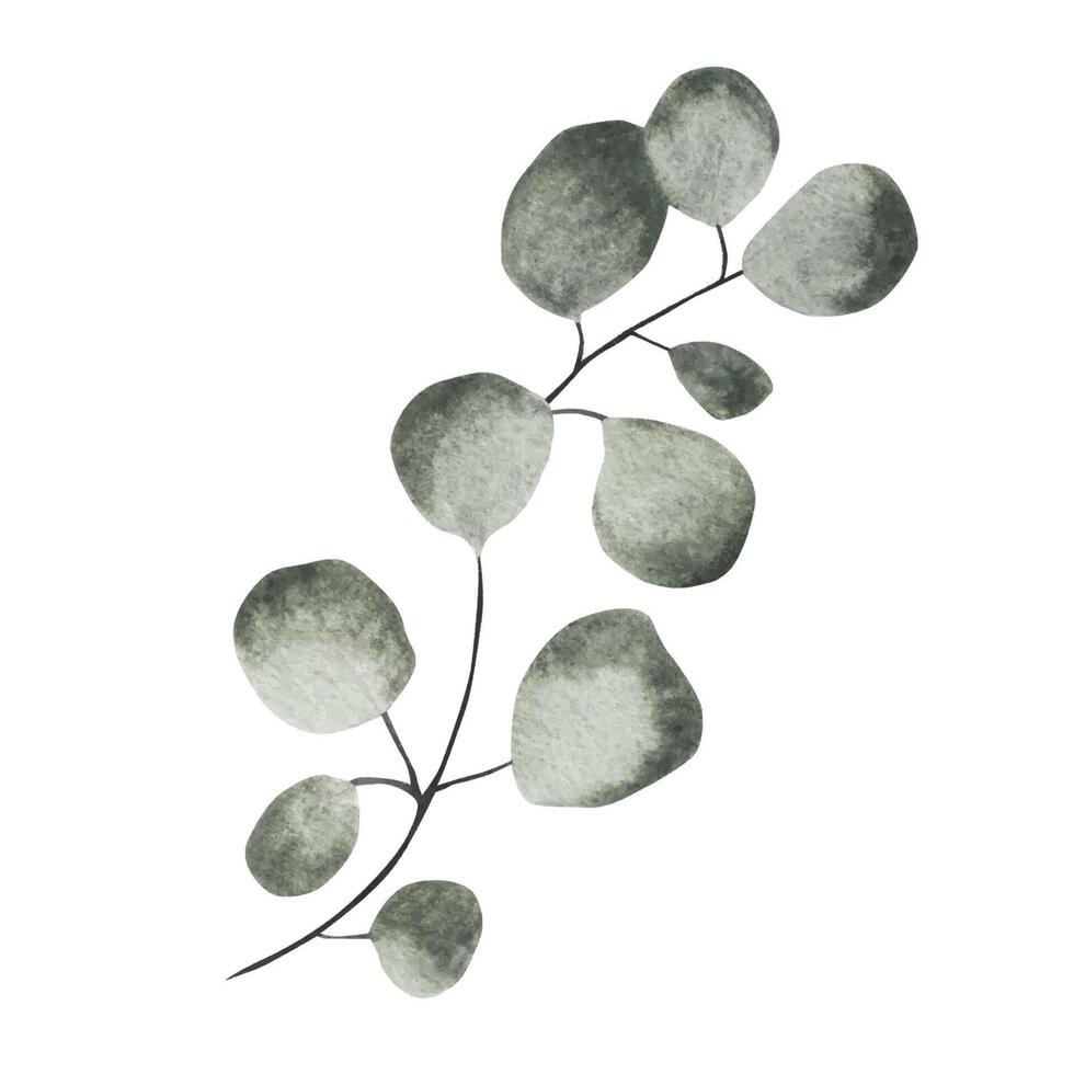 verde rametto di eucalipto. acquerello illustrazione. isolato oggetto vettore