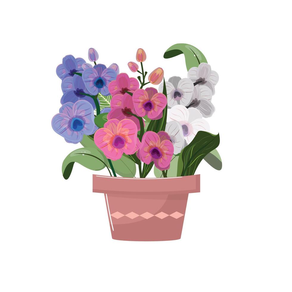 elegante orchidea fiori nel bianca, rosa e viola colori nel fiore pentola vettore
