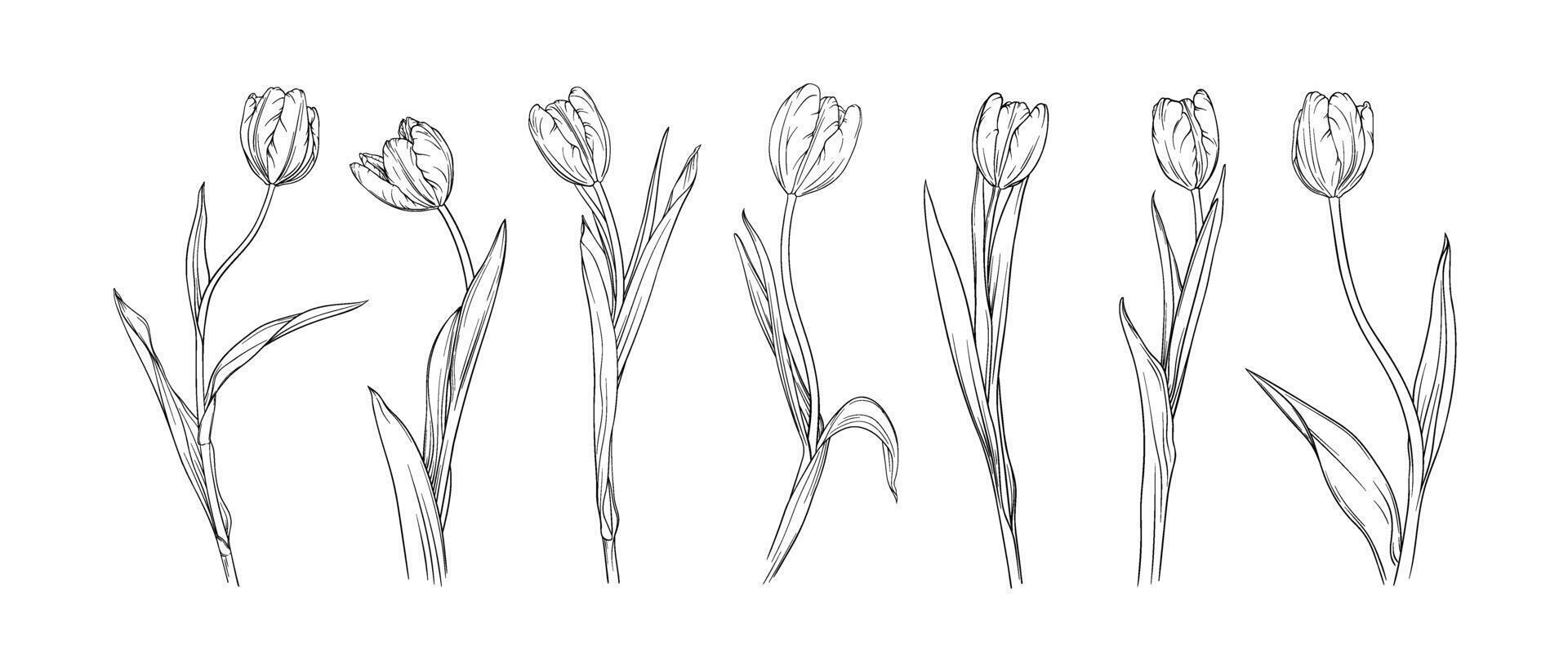 vettore impostato di grazioso tulipani su un' lungo stelo su un' trasparente sfondo. collezione di primavera fiori. vettore botanico inchiostro la pittura, incisione