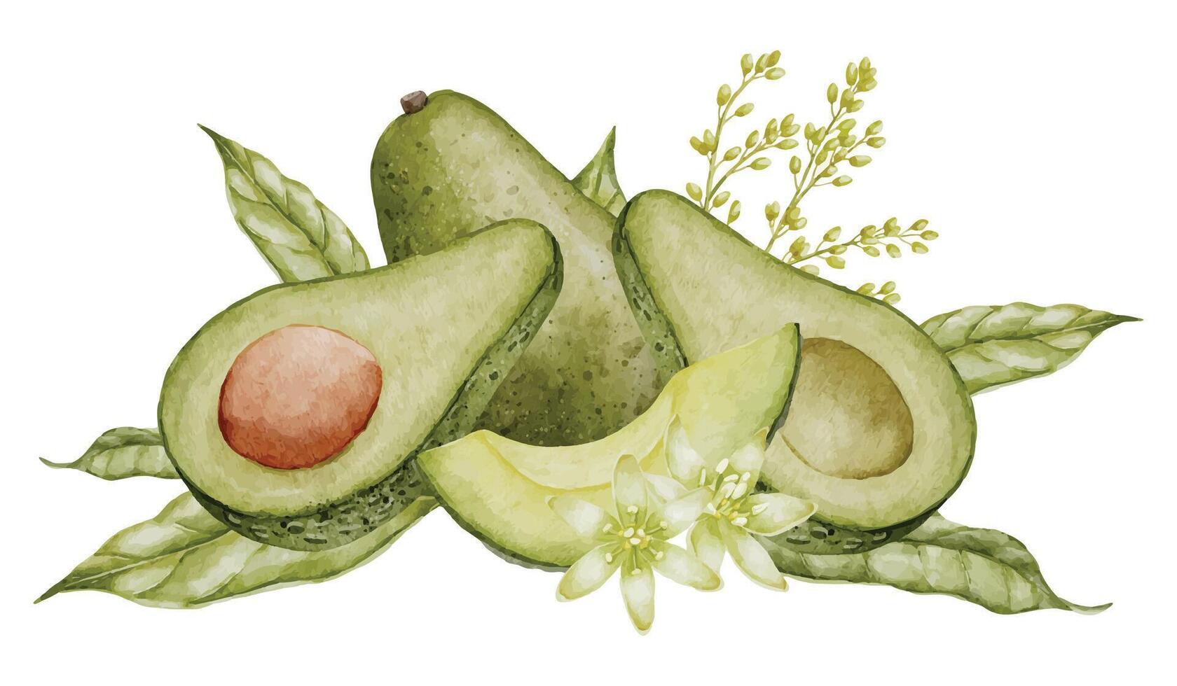 avocado acquerello illustrazione. botanico disegno di frutta con fiore. verdura con le foglie la pittura. mano disegnato clip arte composizione su isolato sfondo. vegano cibo per ricette e libri di cucina vettore