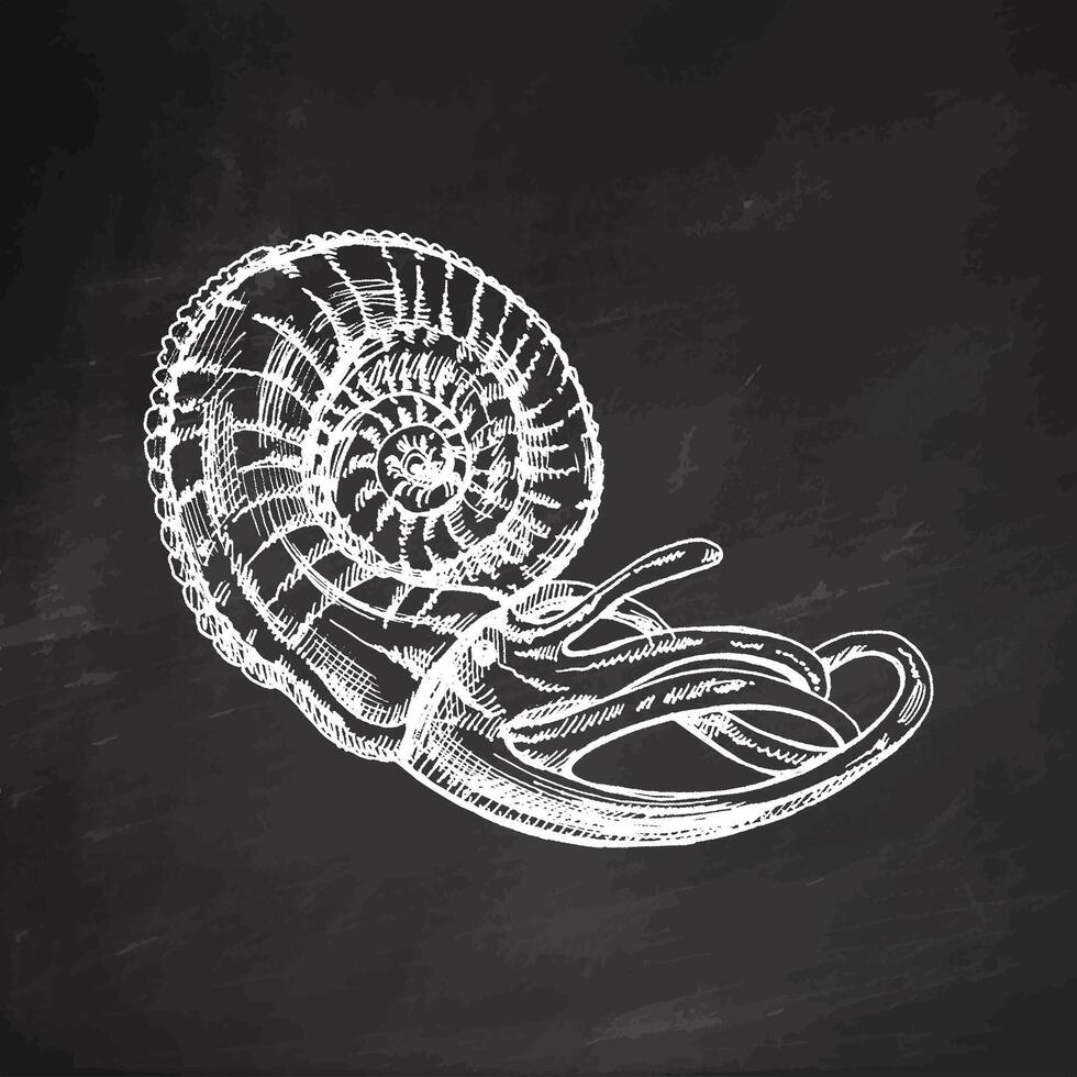 disegnato a mano schizzo di nautilo molluschi nel un' guscio, mollusco, conchiglia. pettine mare guscio, schizzo stile vettore illustrazione isolato su lavagna sfondo.