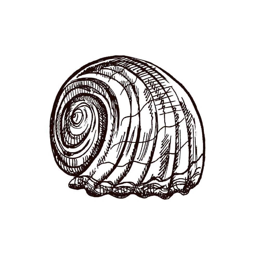 disegnato a mano schizzo di conchiglia, mollusco, conchiglia. pettine mare guscio, schizzo stile vettore illustrazione isolato su bianca sfondo.