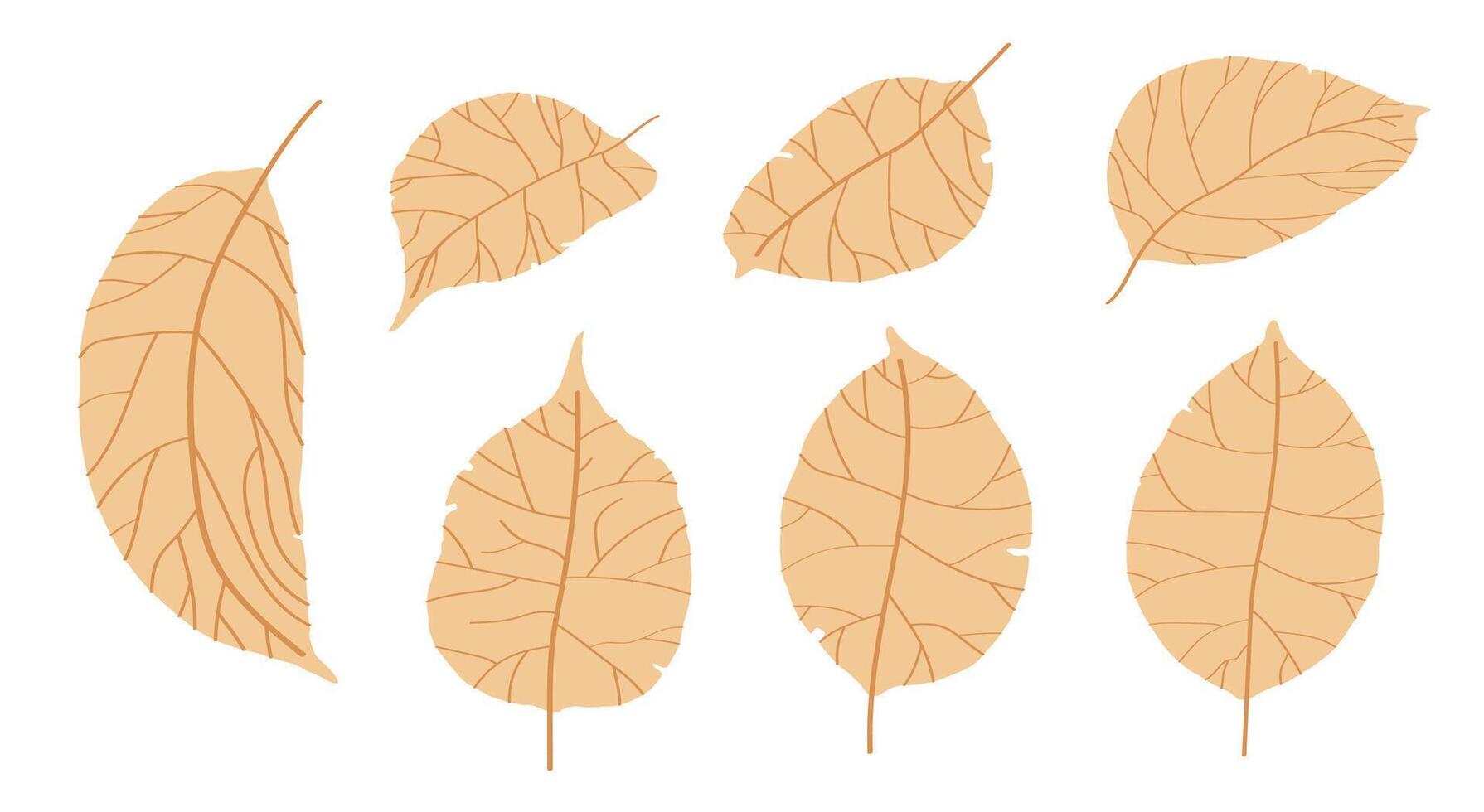 scarabocchio Mela albero le foglie isolato su bianca sfondo. autunno caduto le foglie di Mela albero. raccolta. vettore