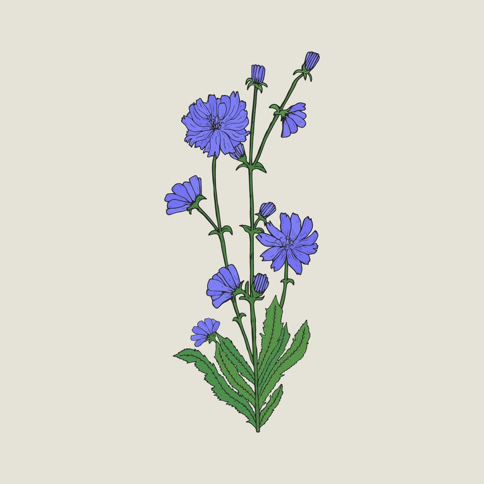 dettagliato realistico disegno di cicoria con fiori e le foglie. bellissima erbaceo pianta Usato come culinario e medicinale erba mano disegnato nel elegante Vintage ▾ stile. botanico vettore illustrazione.