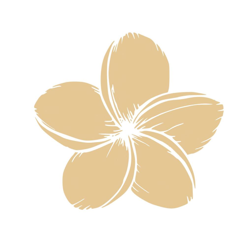 tropicale silhouette di vettore plumeria fiore illustrazione su isolato sfondo. bellissimo botanico mano dipinto esotico frangipane. per designer, terme decorazione, cartoline, nozze, saluti