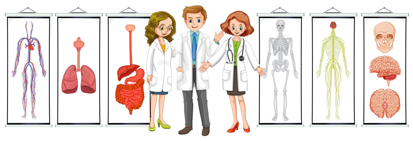 Tre medici e diversi diagrammi del sistema umano vettore