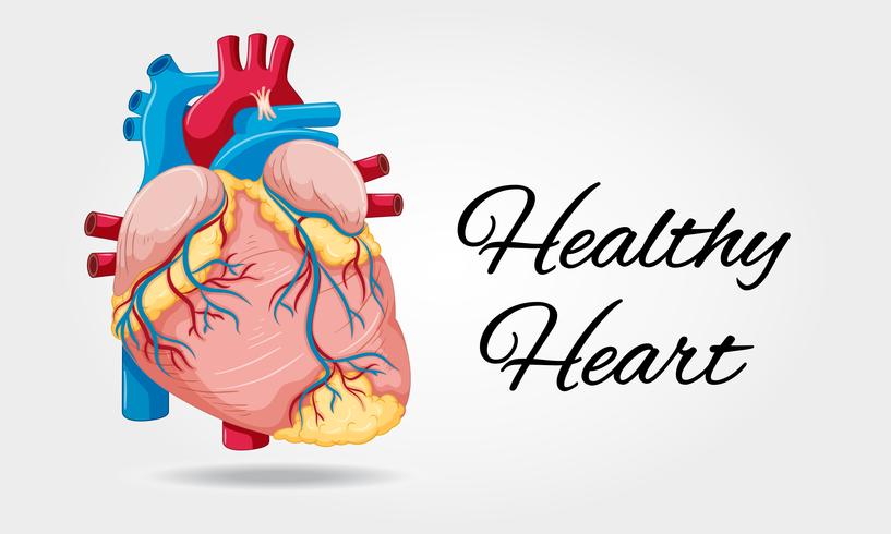 Diagramma di cuore sano su sfondo bianco vettore