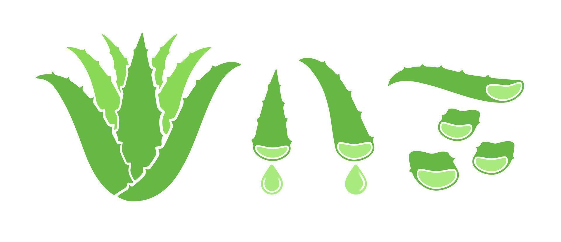 aloe Vera pianta, le foglie e fette. piatto vettore illustrazione isolato su bianca.