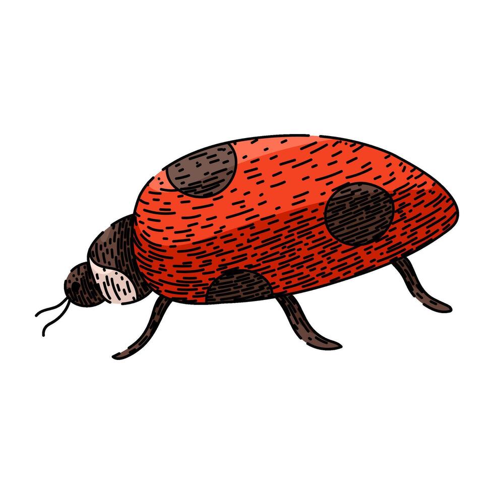 insetto coccinella schizzo mano disegnato vettore