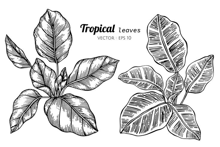 Insieme della raccolta delle foglie tropicali che disegnano illustrazione. vettore