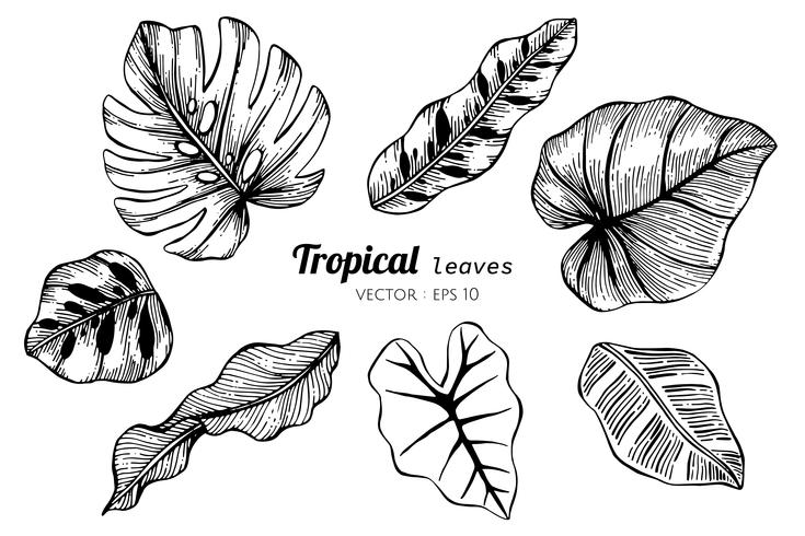 Insieme della raccolta delle foglie tropicali che disegnano illustrazione. vettore