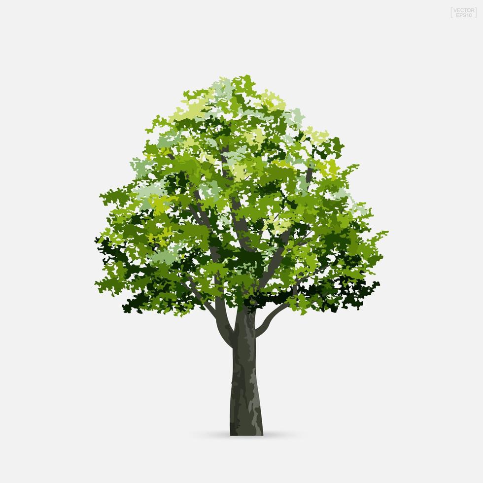 albero isolato su sfondo bianco. utilizzare per la progettazione del paesaggio, decorativo architettonico. idea di un parco e di un oggetto all'aperto. vettore. vettore