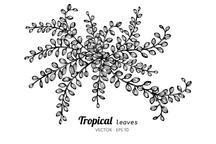 Foglie tropicali disegno illustrazione. vettore