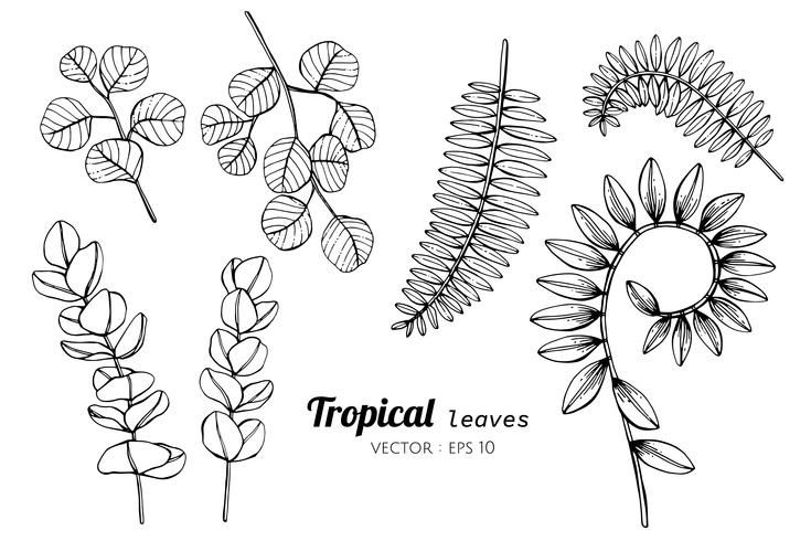 Insieme della raccolta delle foglie tropicali che disegnano illustrazione. vettore