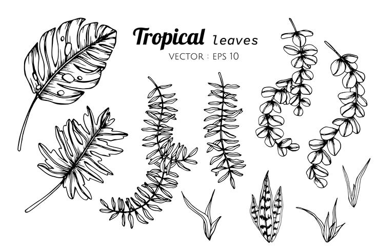 Insieme della raccolta delle foglie tropicali che disegnano illustrazione. vettore