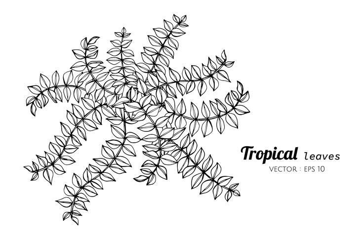 Foglie tropicali disegno illustrazione. vettore