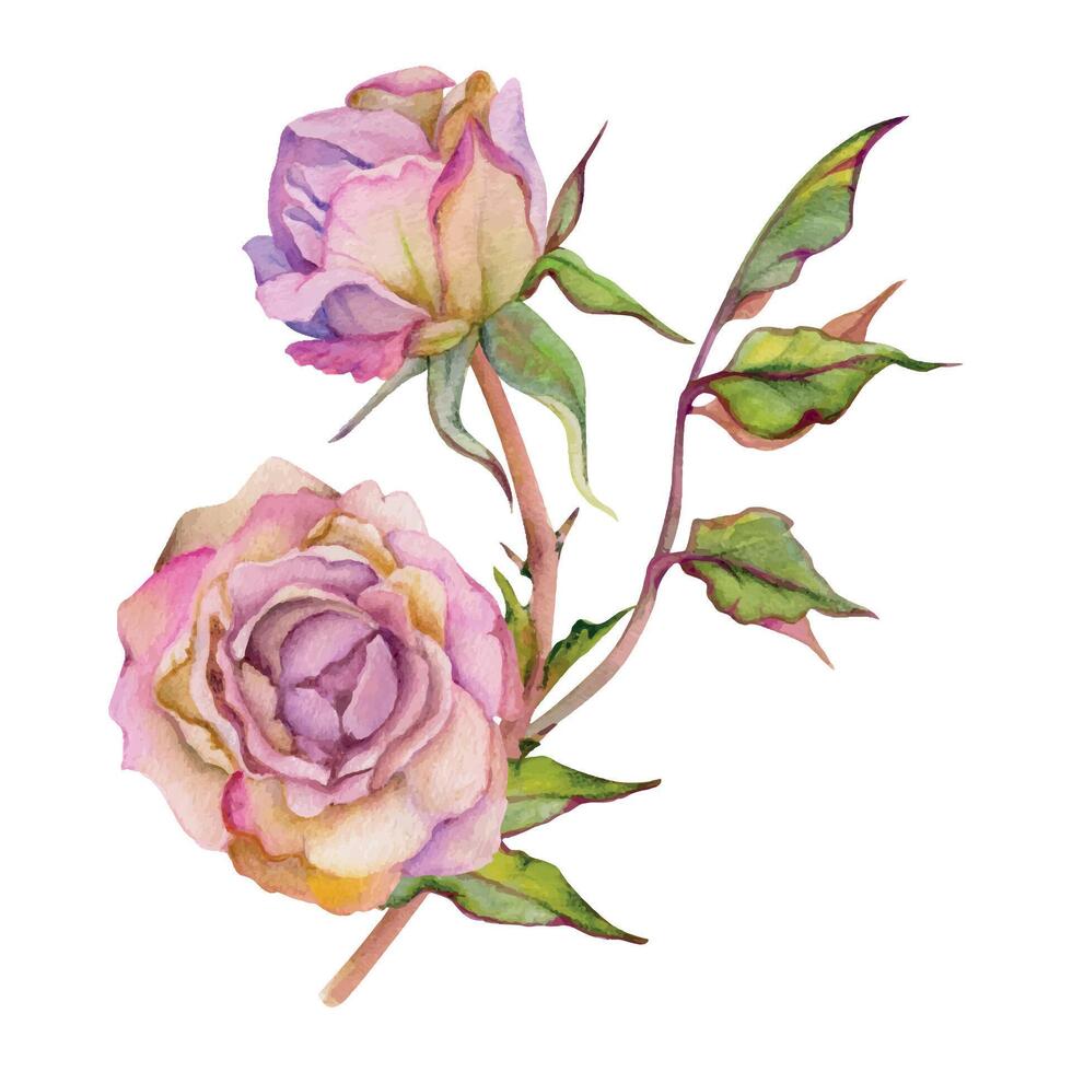 mano disegnato acquerello illustrazione squallido boho botanico fiori le foglie. polveroso inglese tè rosa, secco testa germoglio, rosa crema. composizione isolato su bianca sfondo. design nozze, amore carte vettore