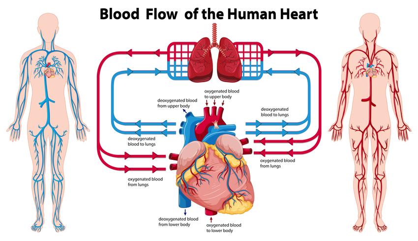 Diagramma che mostra il flusso di sangue del cuore umano vettore