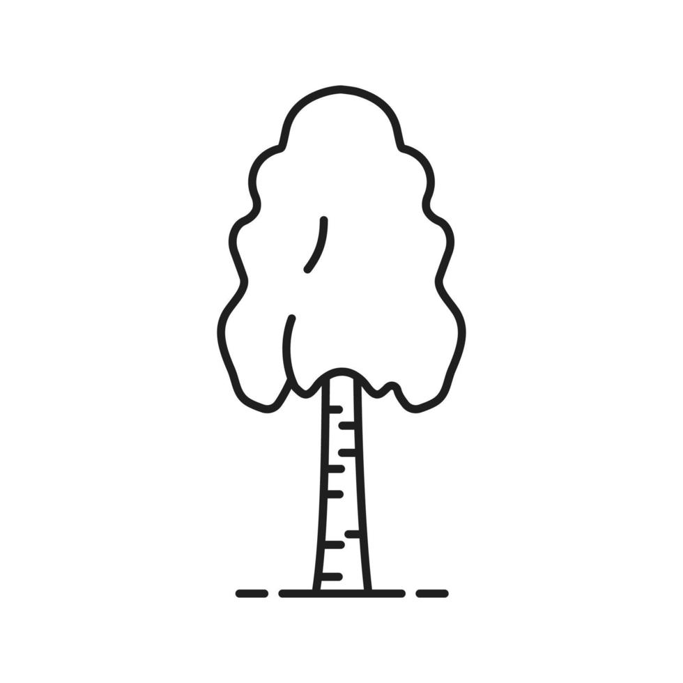 icona lineare dell'albero di betulla. illustrazione di linea sottile. simbolo di contorno. disegno vettoriale isolato contorno