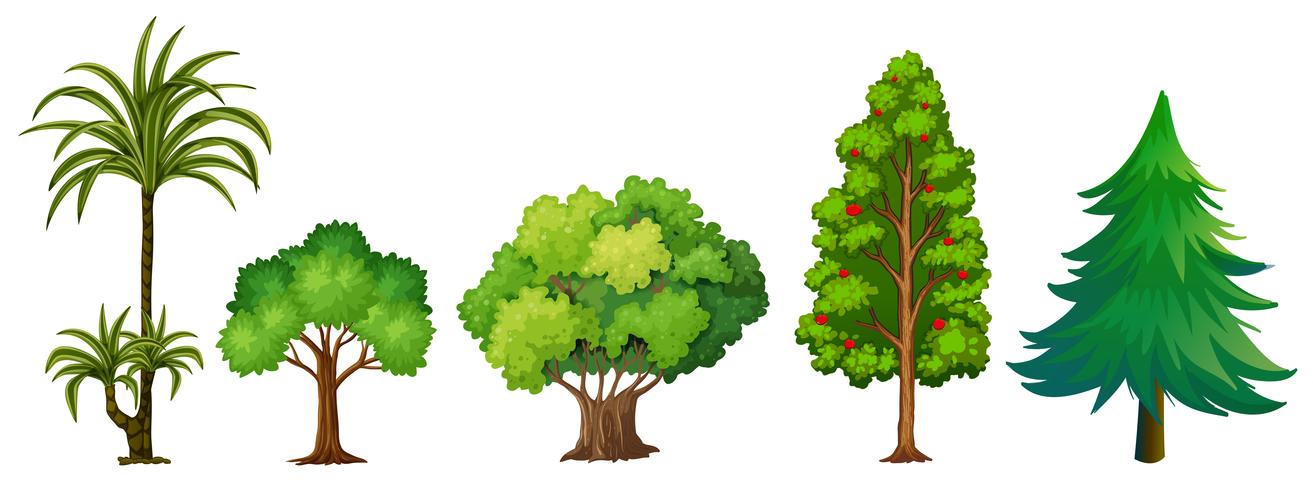 Set di albero diverso vettore