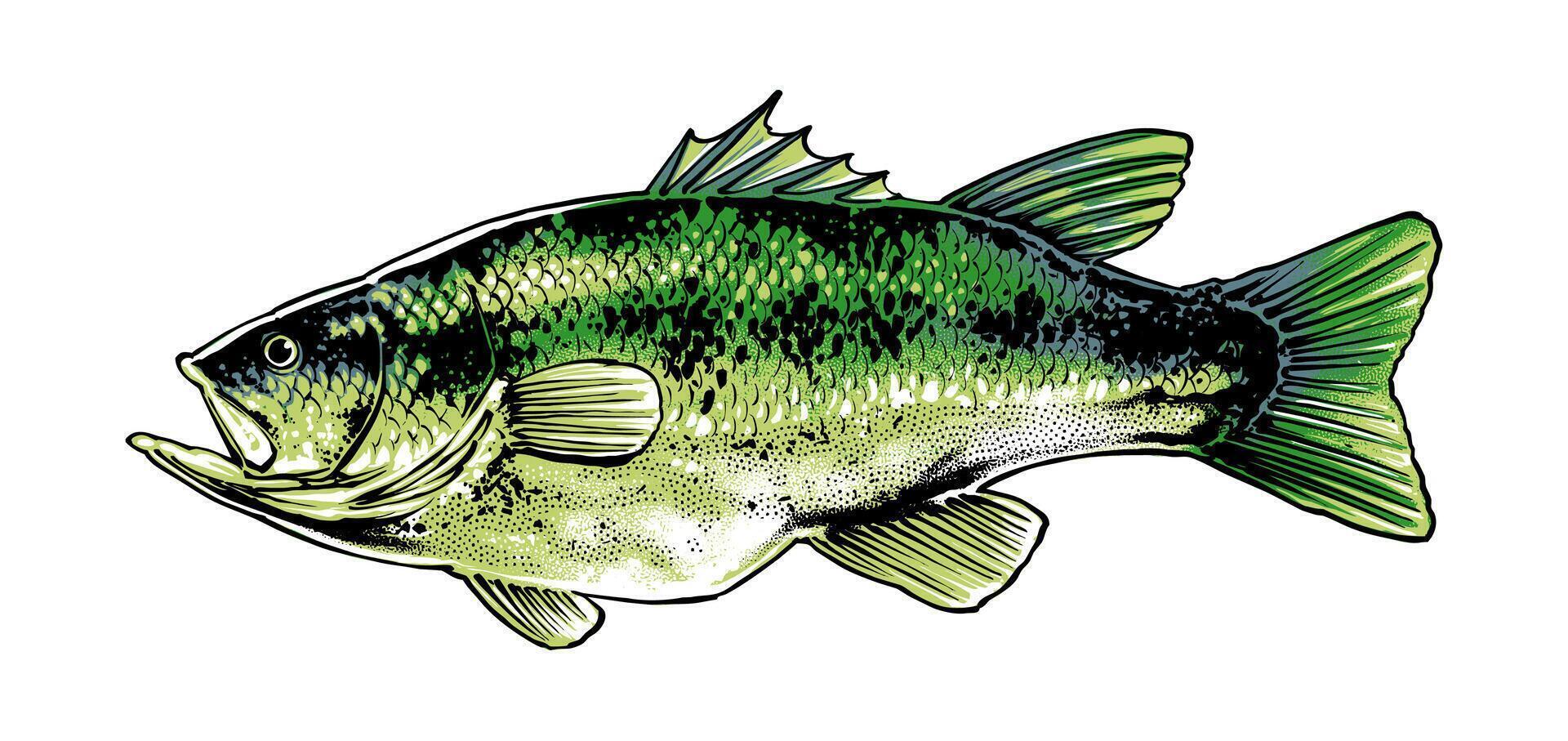 largemouth basso pesce lato illustrazione vettore