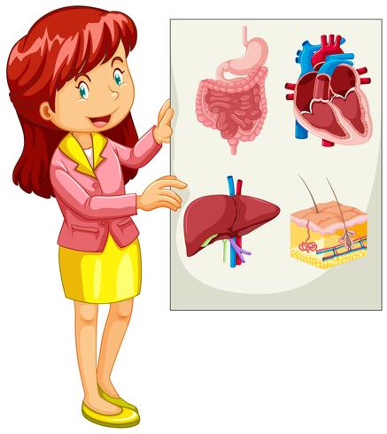 Donna che presenta il grafico degli organi vettore