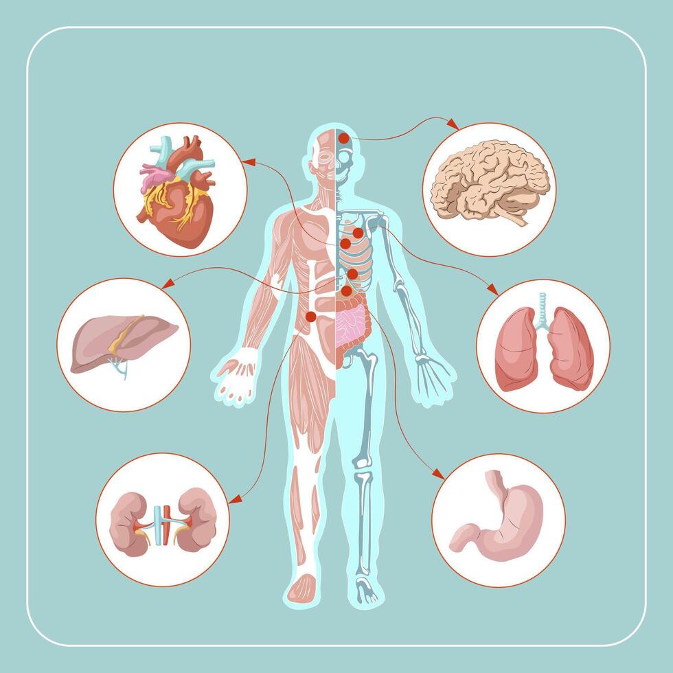 umano corpo anatomia Infografica di struttura di umano organi vettore illustrazione