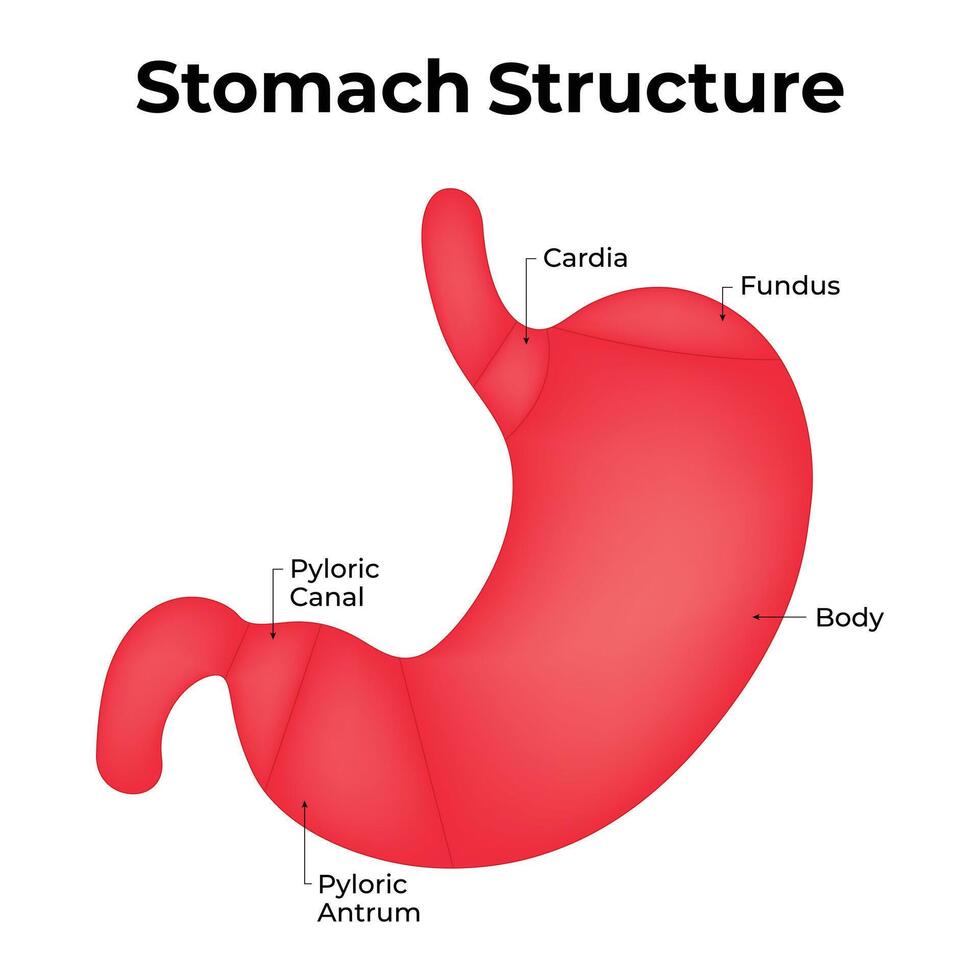 stomaco struttura scienza design vettore illustrazione diagramma