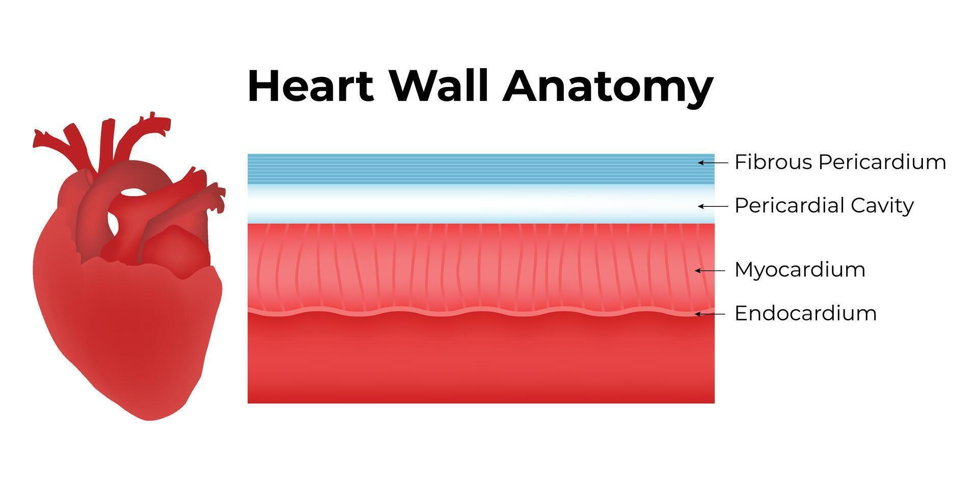 cuore parete anatomia scienza design vettore illustrazione diagramma