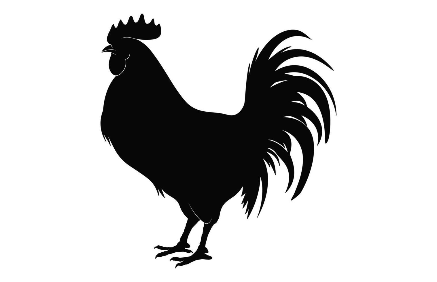 cazzo Gallo silhouette nero vettore isolato su un' bianca sfondo, Gallo nero clipart