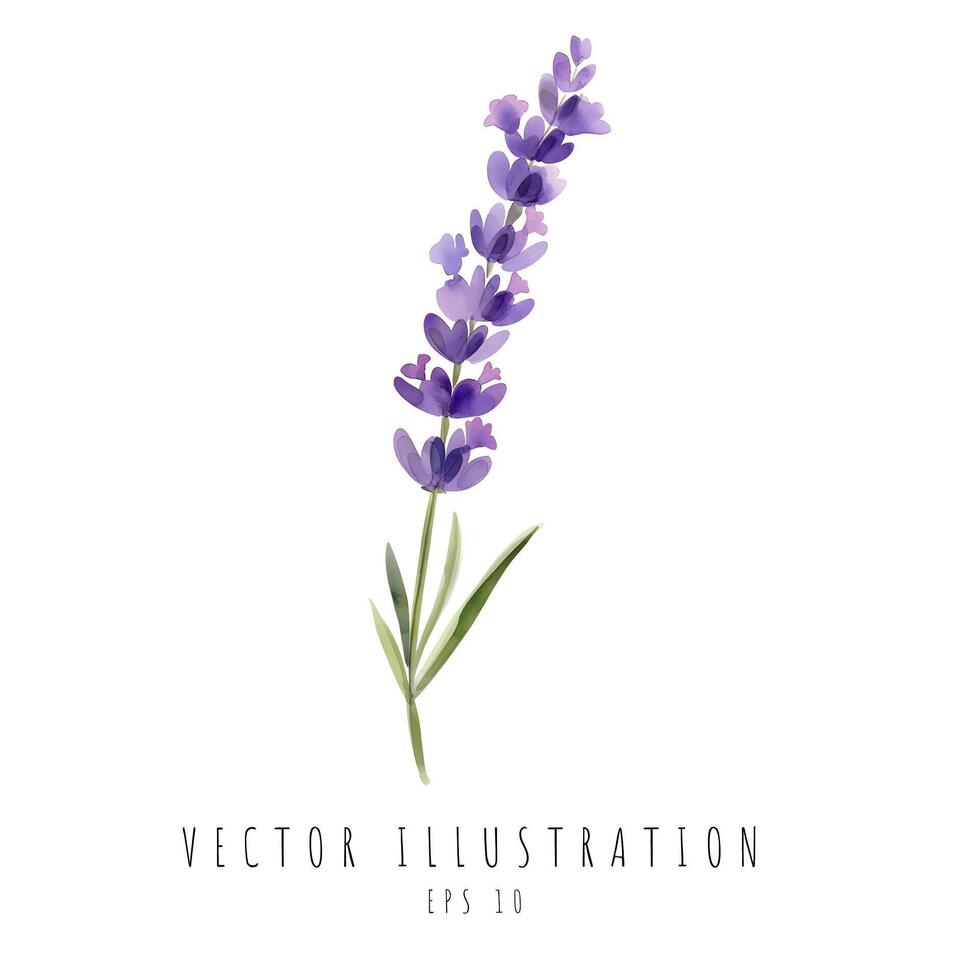 lavanda acquerello fiore singolo isolato su bianca sfondo. vettore illustrazione