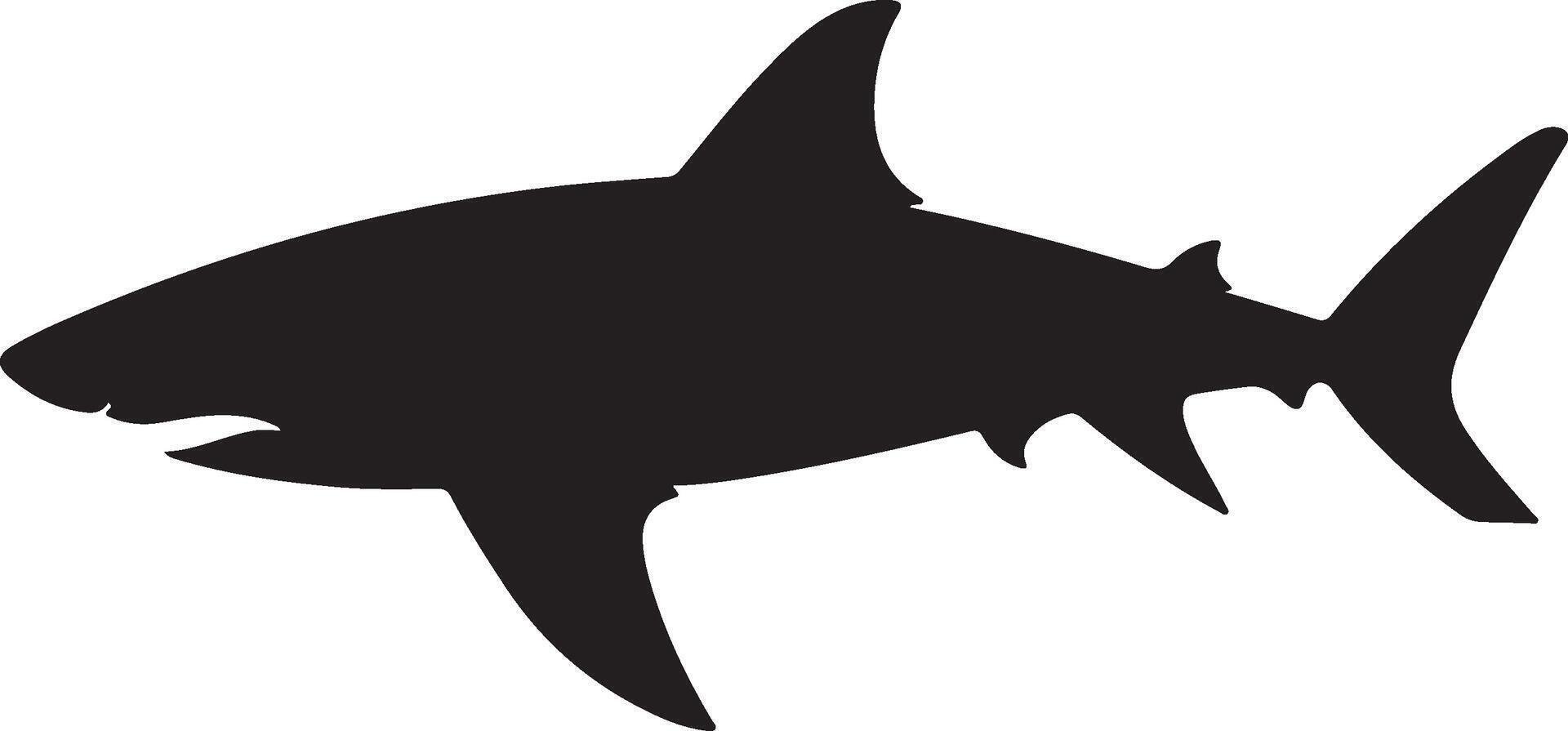squalo silhouette vettore illustrazione bianca sfondo