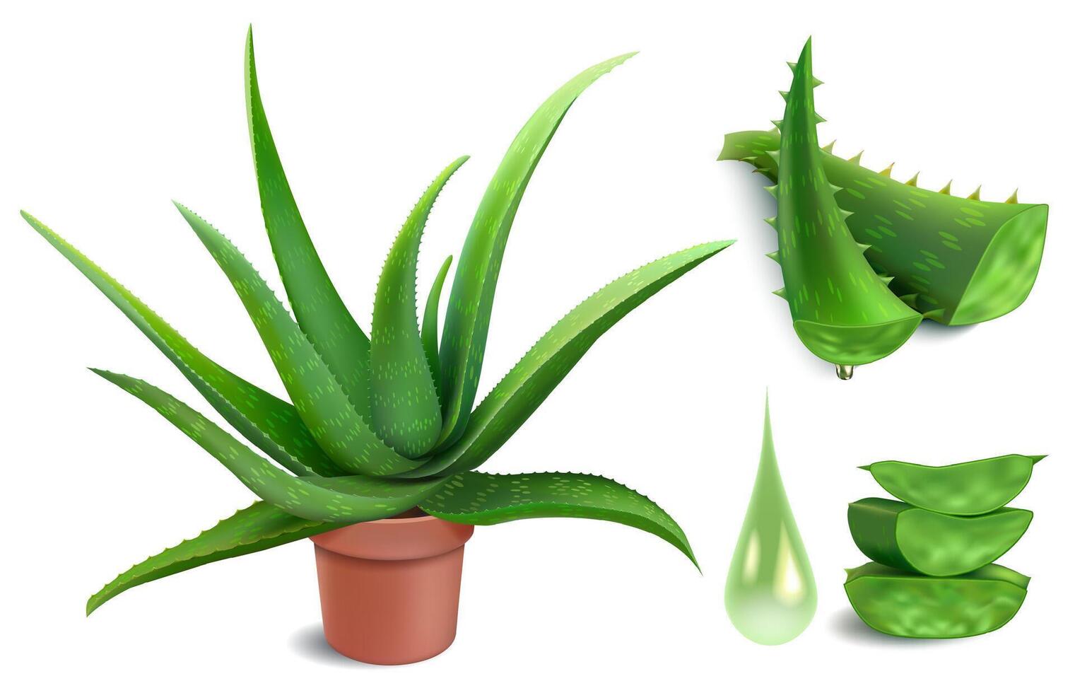 realistico aloe pianta. aloe Vera medicina in vaso pianta, verde tagliare pezzi e le foglie fette, cosmetologia botanica succo gocce vettore illustrazione impostato