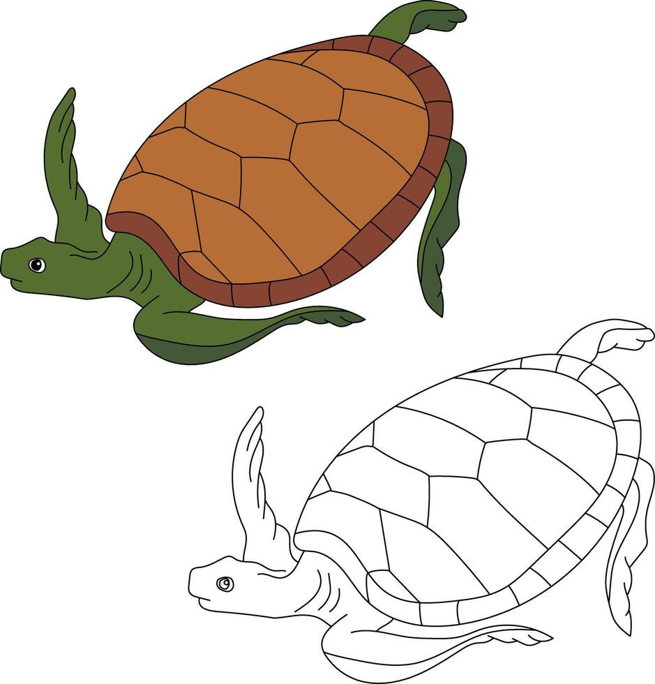 mare tartaruga clipart impostare. schema e colorato tartarughe vettore