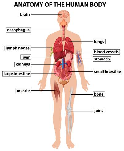 Diagramma che mostra l&#39;anatomia del corpo umano vettore