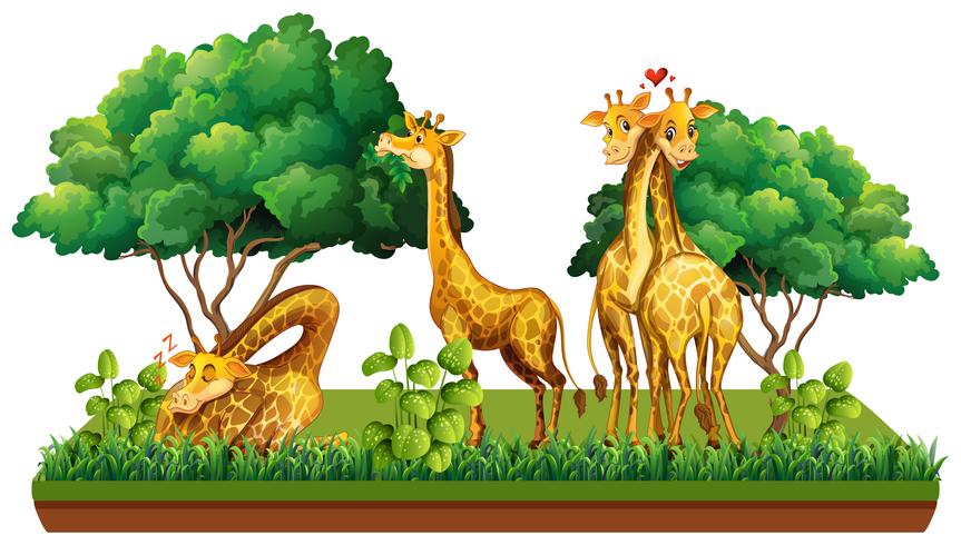 Gruppo di giraffe in natura vettore
