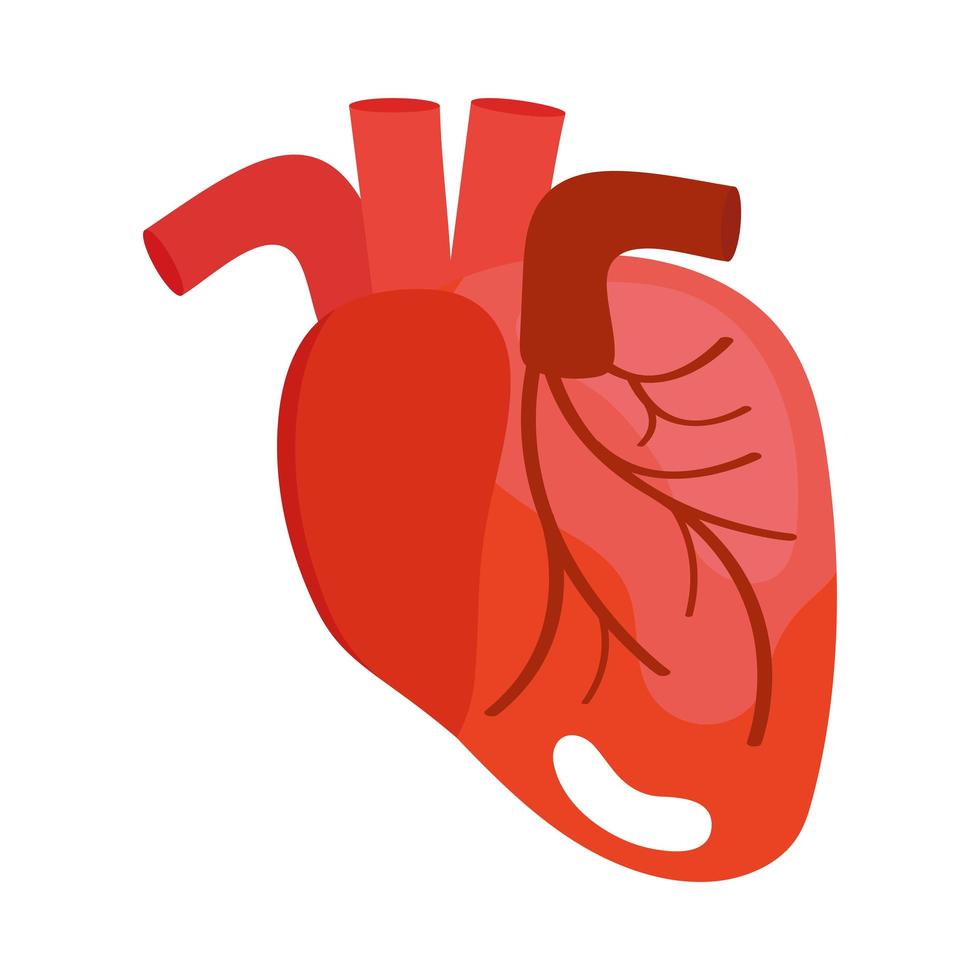 cuore organo umano vettore
