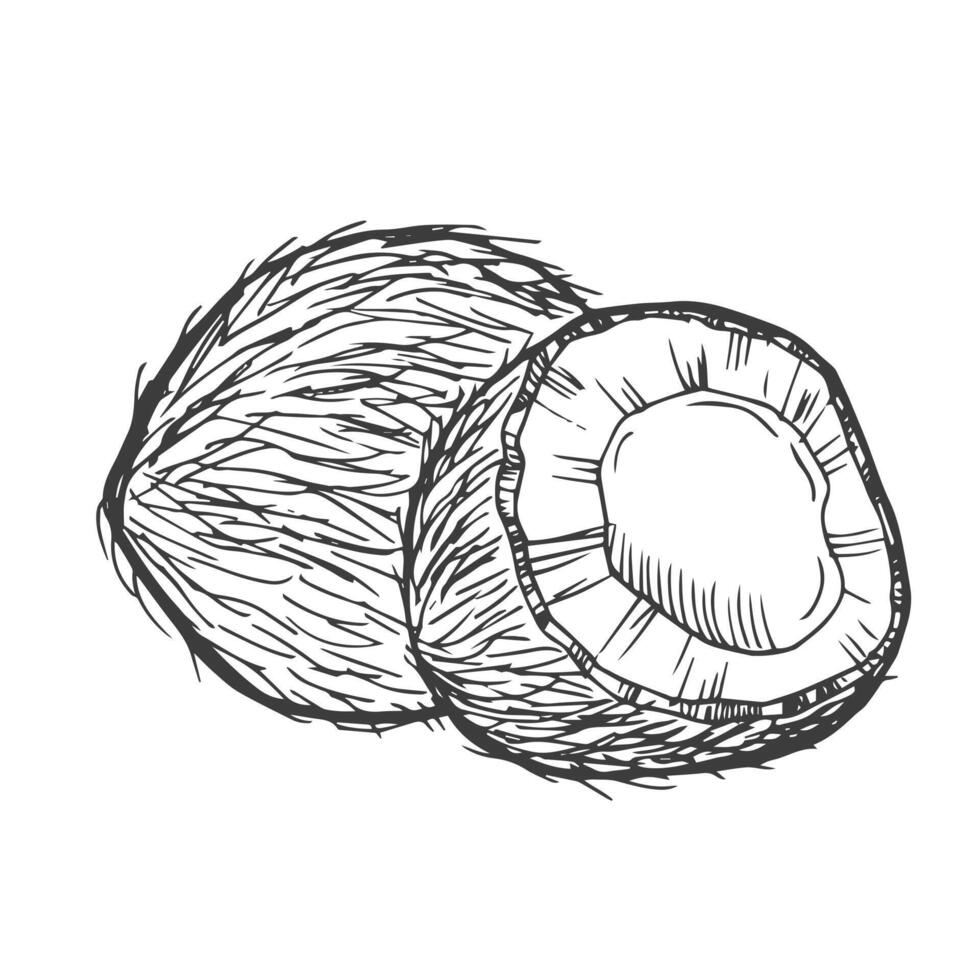 Noce di cocco icona a partire dal frutta collezione. semplice linea elemento Noce di cocco simbolo per modelli, ragnatela design e infografica vettore