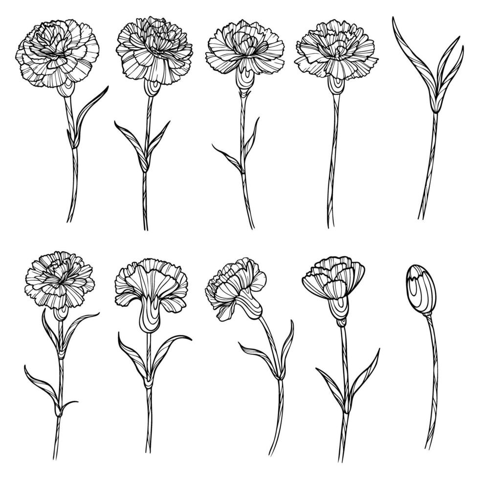 schema impostato con garofani fiori vettore