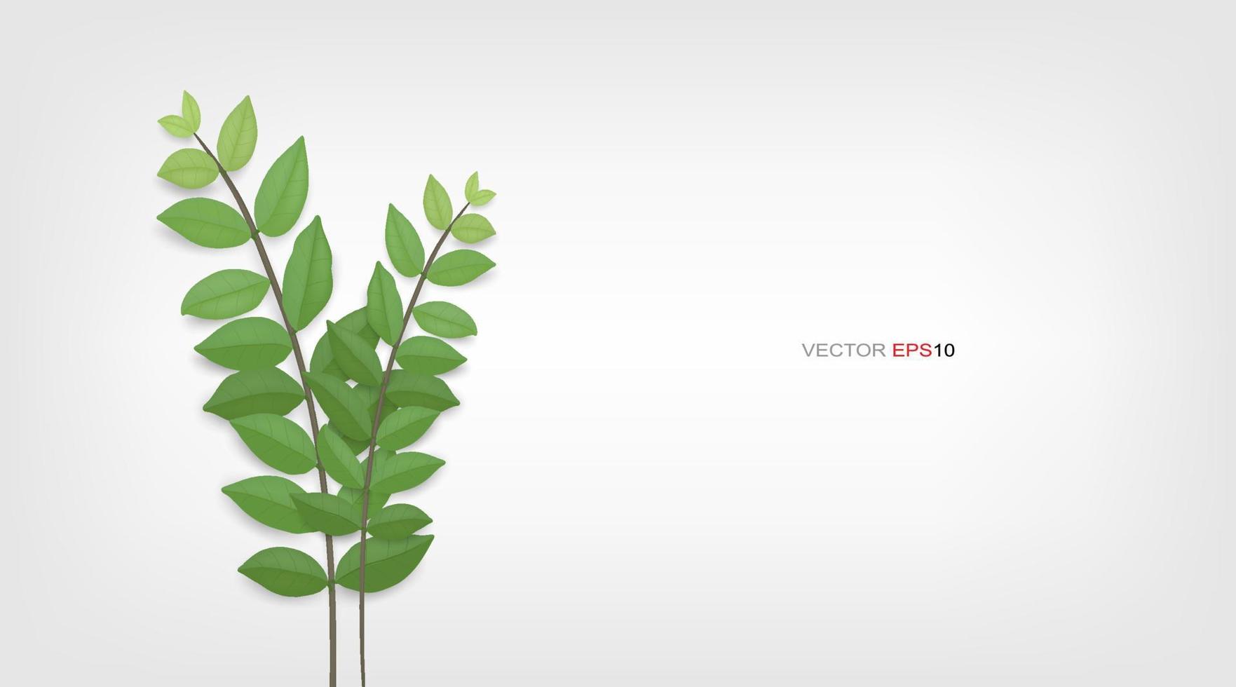 foglie verdi e rami di alberi. sfondo astratto naturale per la pubblicità del prodotto. illustrazione vettoriale. vettore