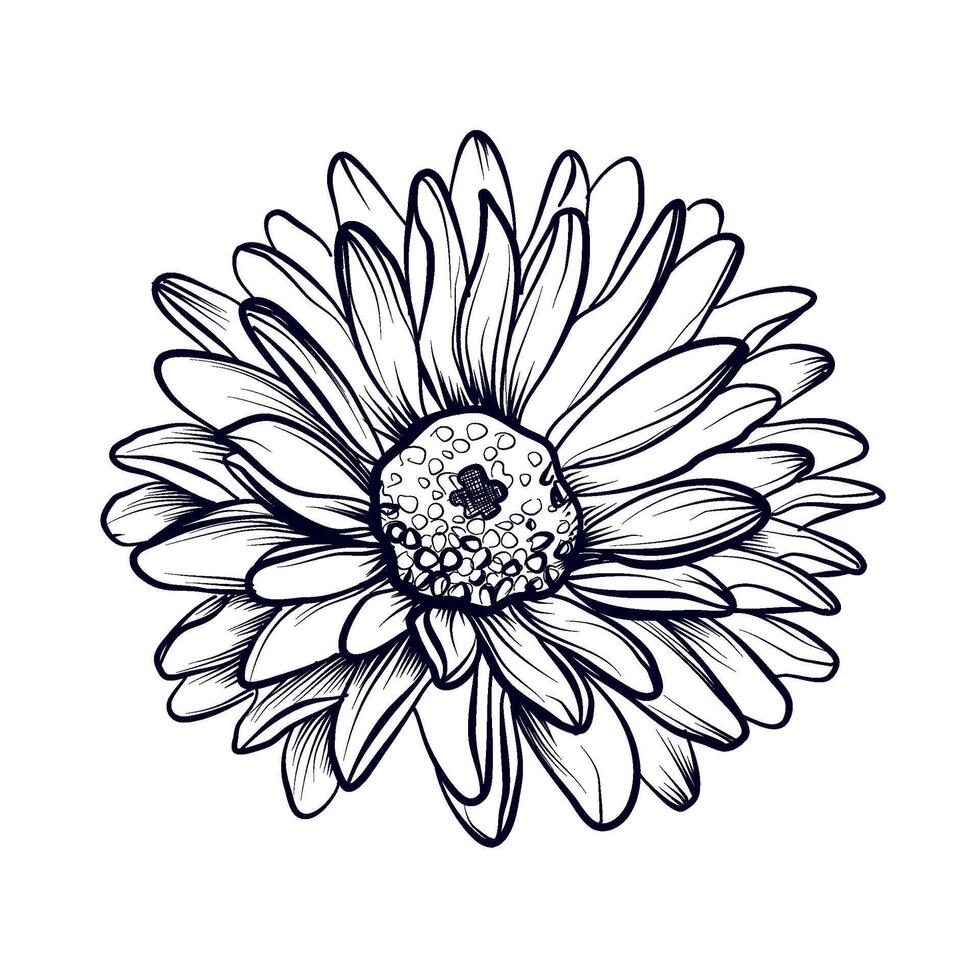 mano disegno di un' fioritura gerbera vettore illustrazione