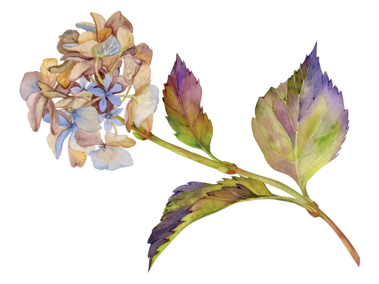 mano disegnato acquerello illustrazione squallido boho botanico fiori le foglie. ortensia hortensia viola secco infiorescenza steli. composizione isolato su bianca sfondo. design nozze, amore carte vettore