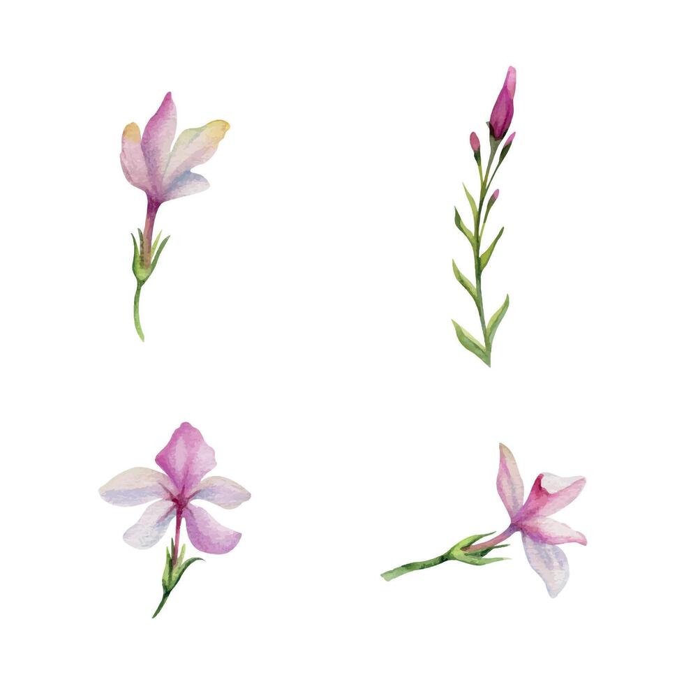 mano disegnato acquerello illustrazione botanico. clematide cleome ragno anemone lobelia impatiens gelsomino, arancia fiore. singolo oggetto isolato su bianca. design nozze, amore carte, sposa mazzo, negozio vettore