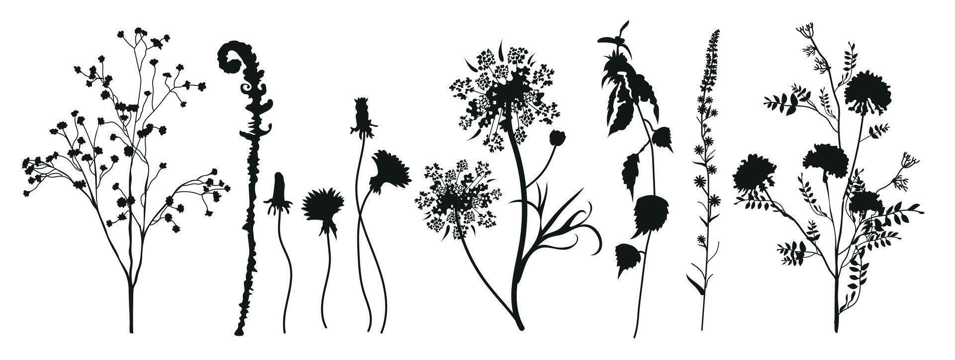 floreale collezione di nero sagome di prato erbe aromatiche. rami, foglie, erbe aromatiche, fiori, selvaggio impianti. fiori selvatici. floreale elementi per il tuo design. vettore illustrazione.