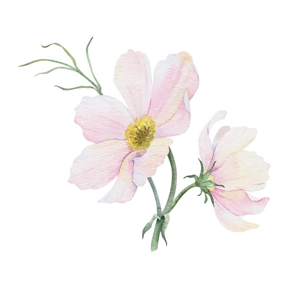 mazzo di rosa e bianca cosmea fiori. cosmo bipinnato. isolato mano disegnato acquerello illustrazione di messicano astro. estate floreale design per nozze inviti, carte, tessili, involucro carta vettore