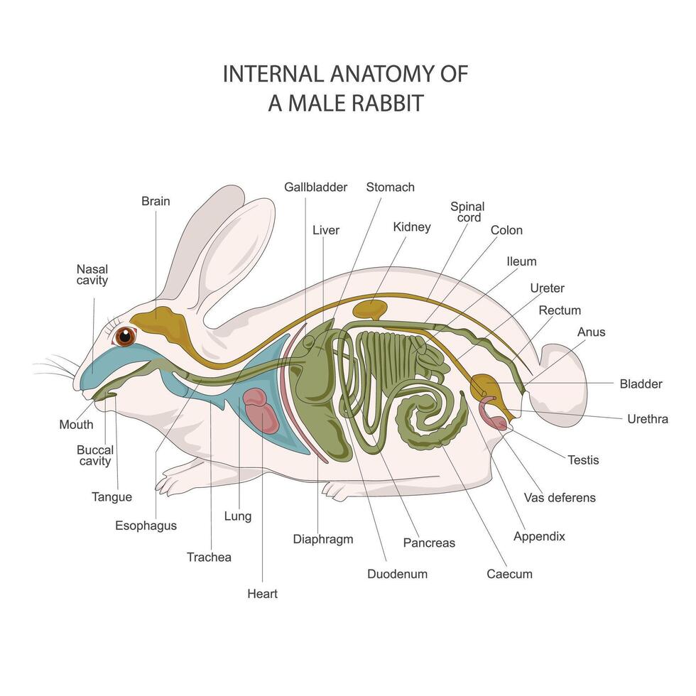 interno anatomia di un' maschio coniglio. coniglio digestivo sistema. vettore illustrazione di rabit anatomia.